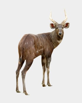 sitatunga isolated on white background