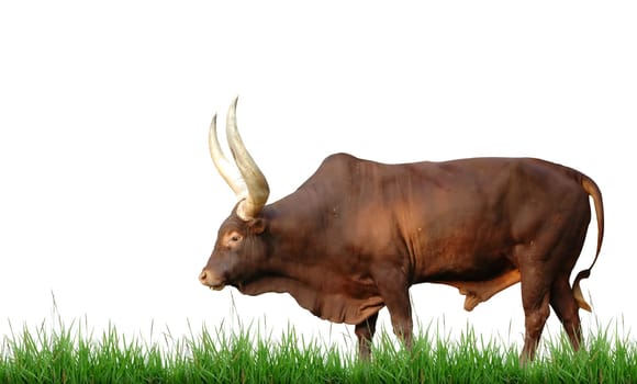 watusi isolated