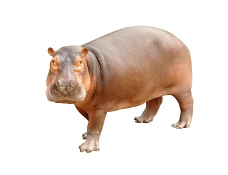hippopotamus