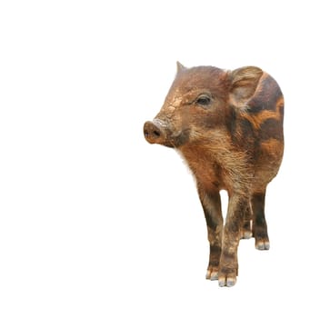 wild boar isolated