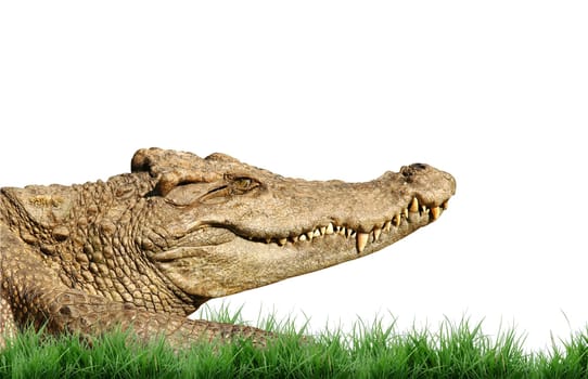 crocodile isolated