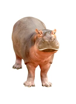 hippopotamus isolated