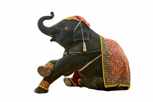 elephant show in chiang mai night safari