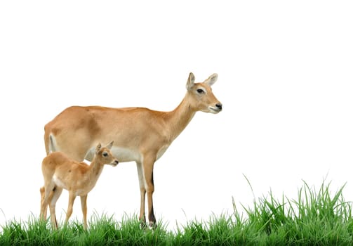female and young red lechwe isolated