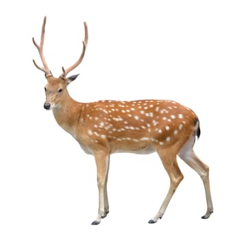 sika deer isolated