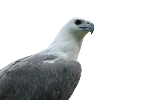 sea eagle