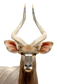 nyala isolated