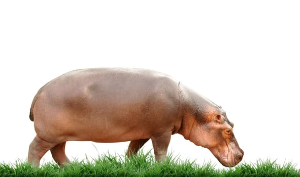 hippopotamus