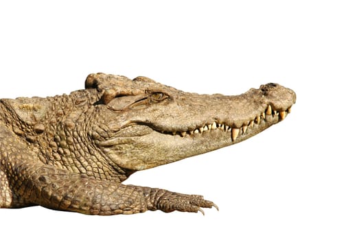 crocodile isolated