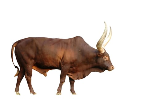 watusi isolated