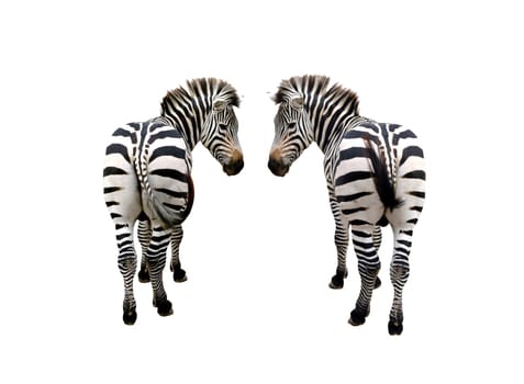 zebra isolated