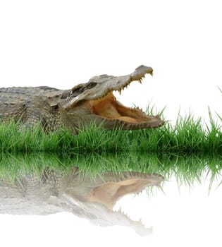 crocodile isolated