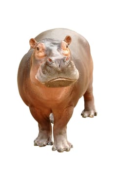 hippopotamus