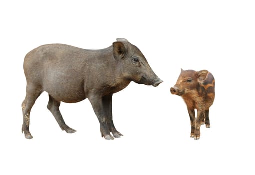 wild boar isolated