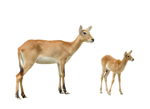 female and young red lechwe isolated