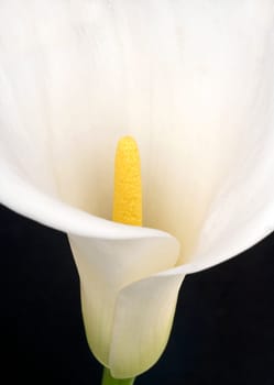 White calla
