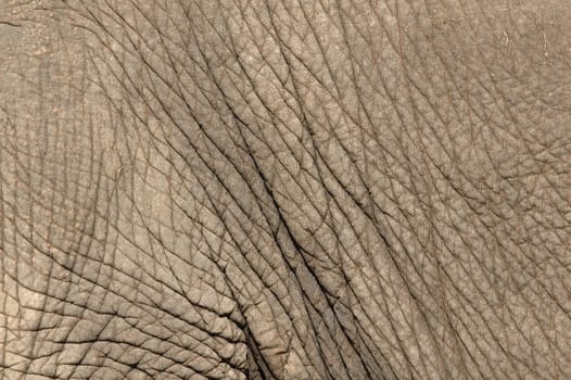 elephant skin