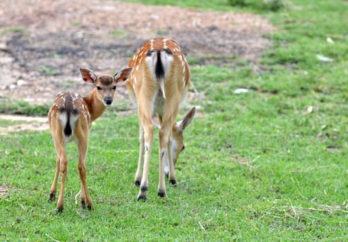 young sika deer and their mother