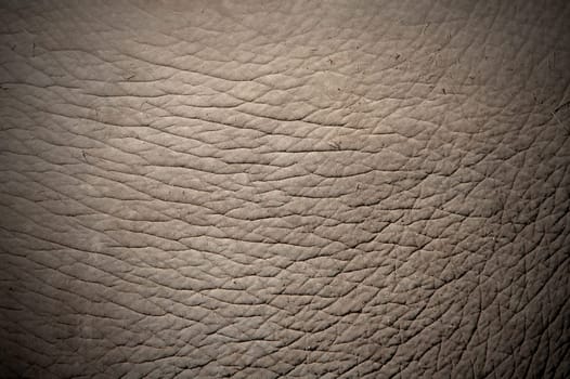 elephant skin
