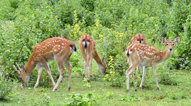 sika deer herd forage near the forest