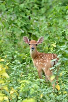 sika deer fawn in nature