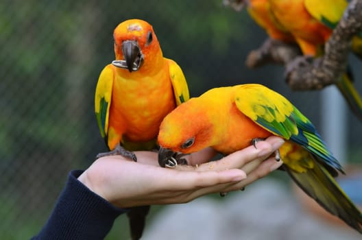 Sun Conure Parrot on a Tree Branch