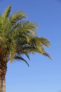 Palm tree in front of blue sky