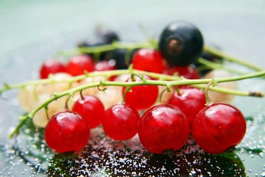 3 varieties of currants