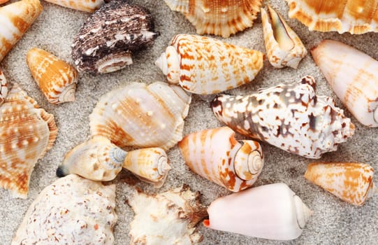 Seashells on the sandy beach beackground
