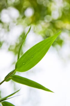 Green Leaves with Water Drops 02