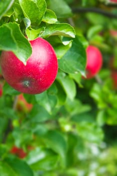 Juicy red apples fresh from the tree
