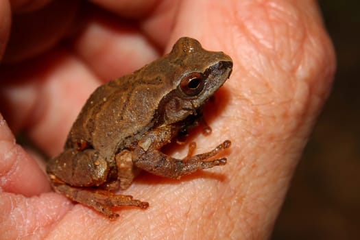 A Spring Peeper (Pseudacris crucifer) at Monte Sano State Park - Alabama