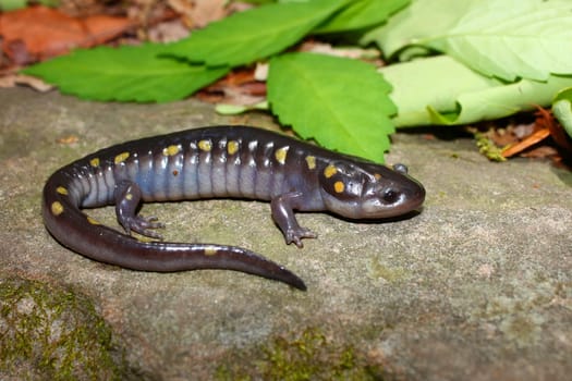 A Spotted Salamander (Ambystoma maculatum) at Monte Sano State Park, Alabama