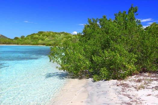 Tropical vegetation along a picturesque beach in the British Virgin Islands.