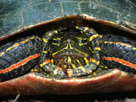 A Disgruntled Painted Turtle (Chrysemys picta) in northwoods Wisconsin.