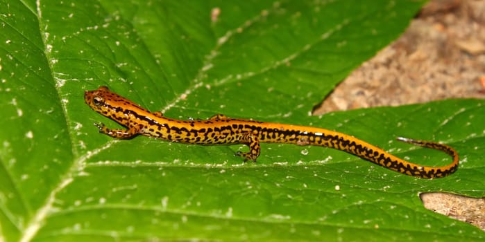 Long-tailed Salamander (Eurycea longicauda) at Tishomingo State Park in Mississippi.
