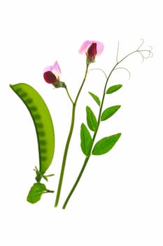 Flowering sugar snap pea or kefe (Pisum sativum) with pod and tendrils isolated against white background