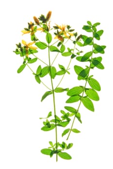 St. John's wort (Hypericum perforatum) isolated against white background