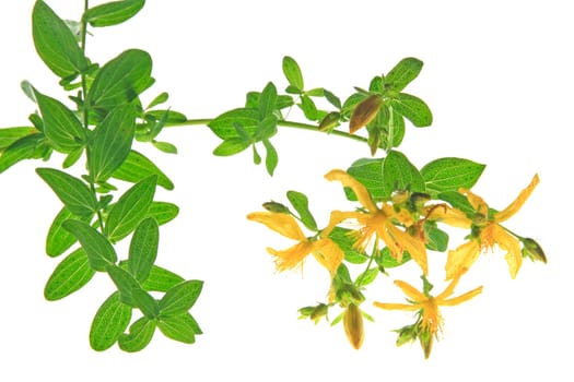St. John's wort (Hypericum perforatum) isolated against white background