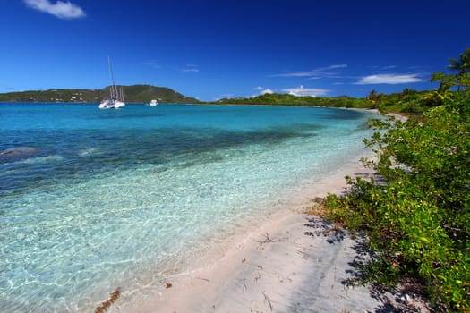 Vegetation along a beautiful beach - British Virgin Islands.