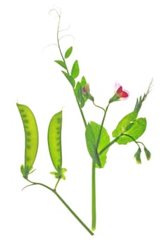 Flowering sugar snap pea or kefe (Pisum sativum) with pod and tendrils isolated against white background