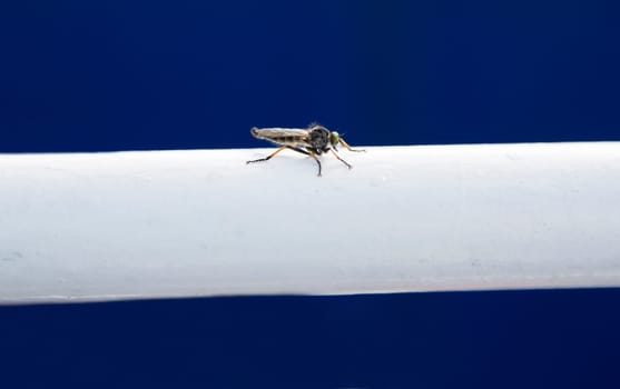 Small fly landed on white metallic ladder support