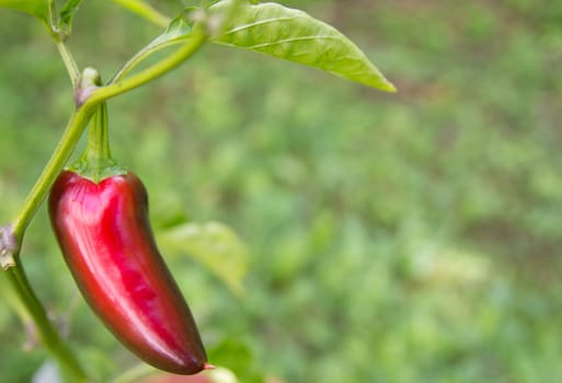 Chili Jalapeno