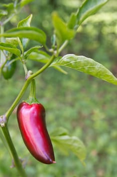 Chili Jalapeno