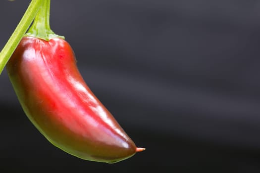 Chili Jalapeno