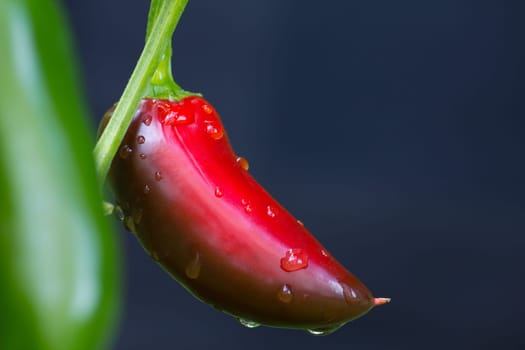 Chili Jalapeno