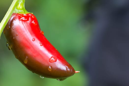 Chili Jalapeno