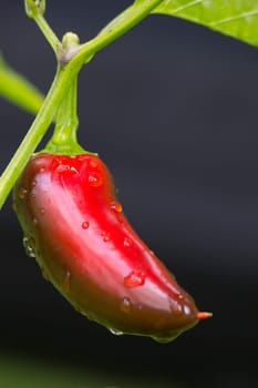 Chili Jalapeno