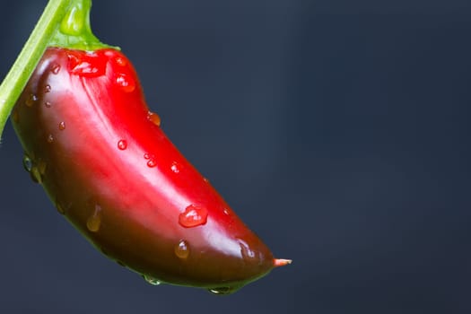 Chili Jalapeno