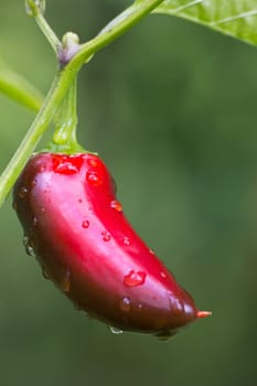 Chili Jalapeno